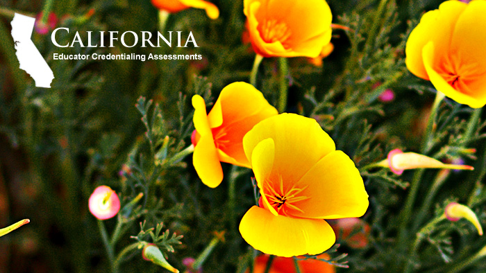 California flowers